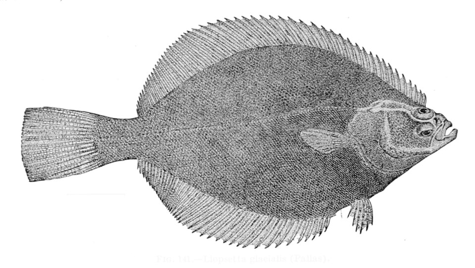 Liopsetta