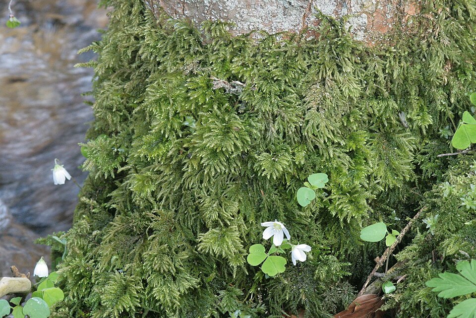 Thamnobryum alopecurum