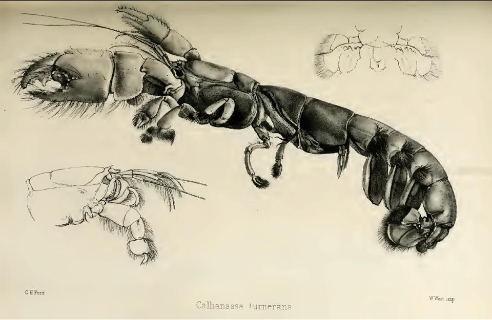 Callianassa