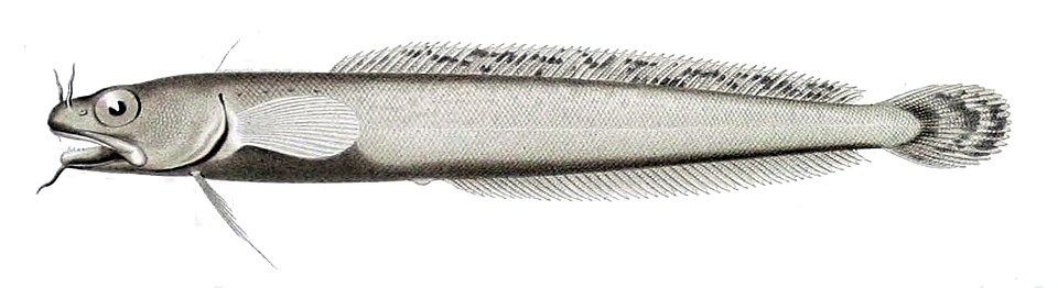 Gaidropsarus biscayensis