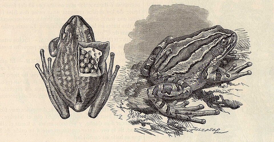 Gastrotheca marsupiata