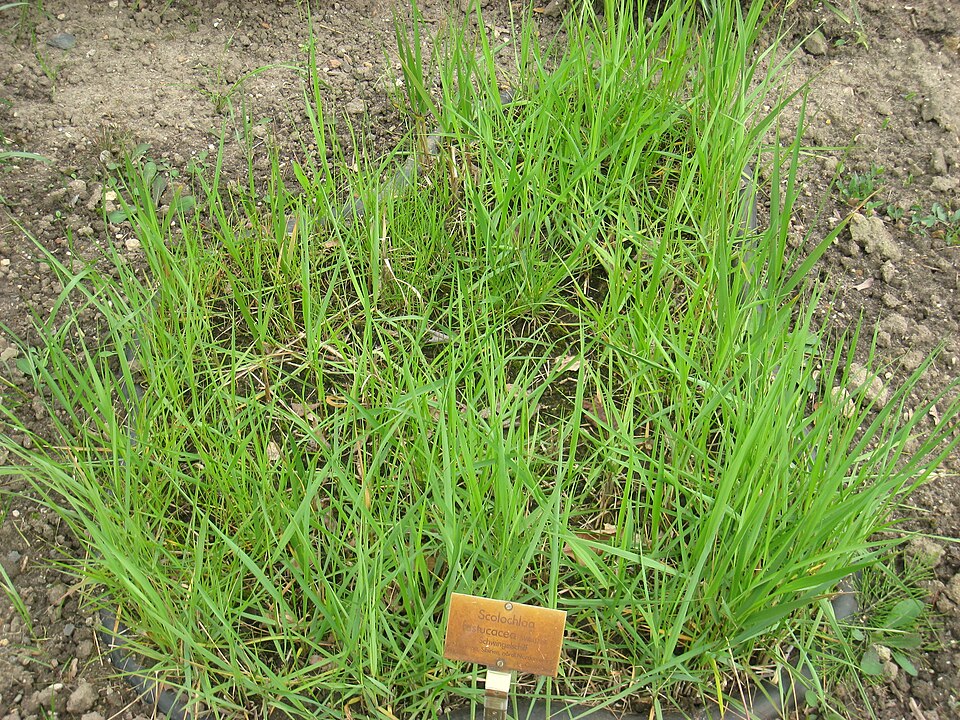 Scolochloa festucacea