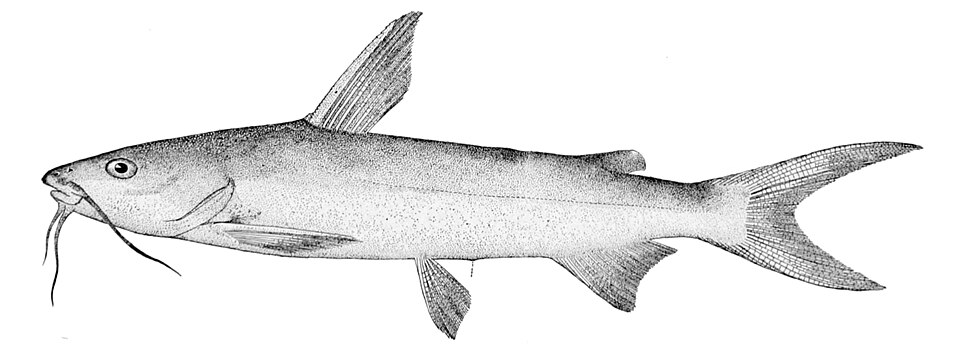 Ariopsis