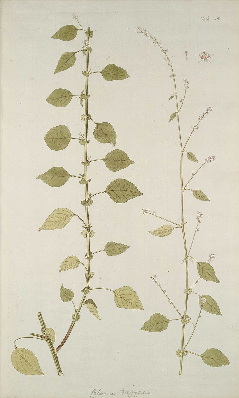 Celosia trigyna