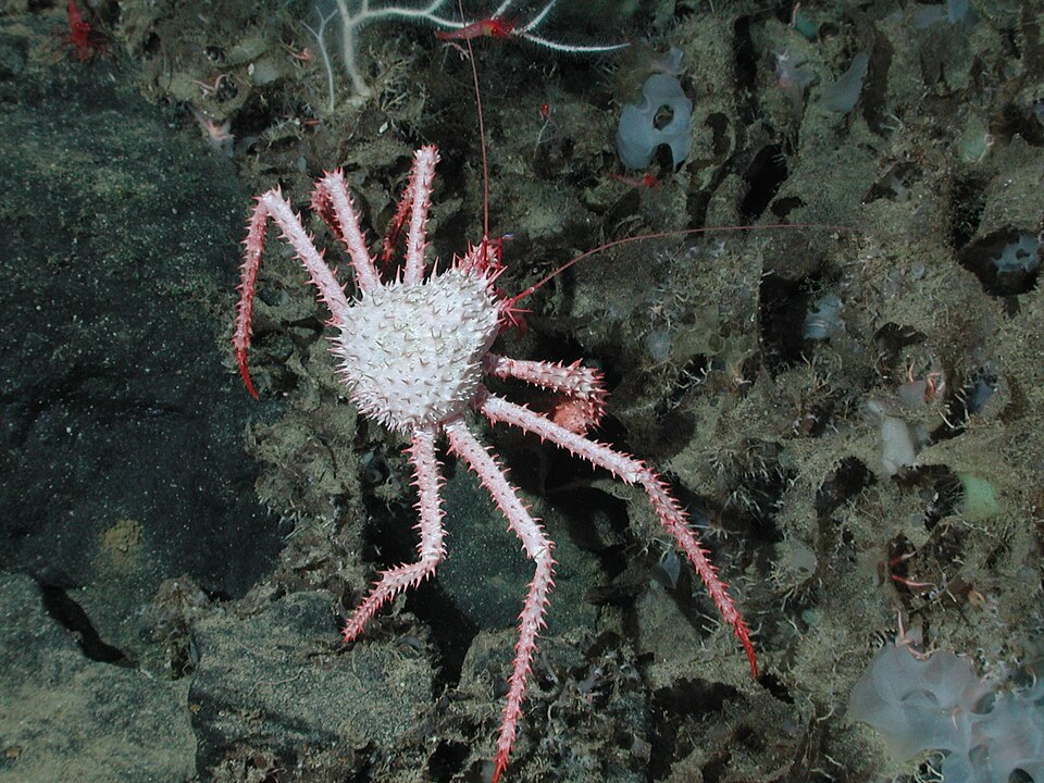 Neolithodes