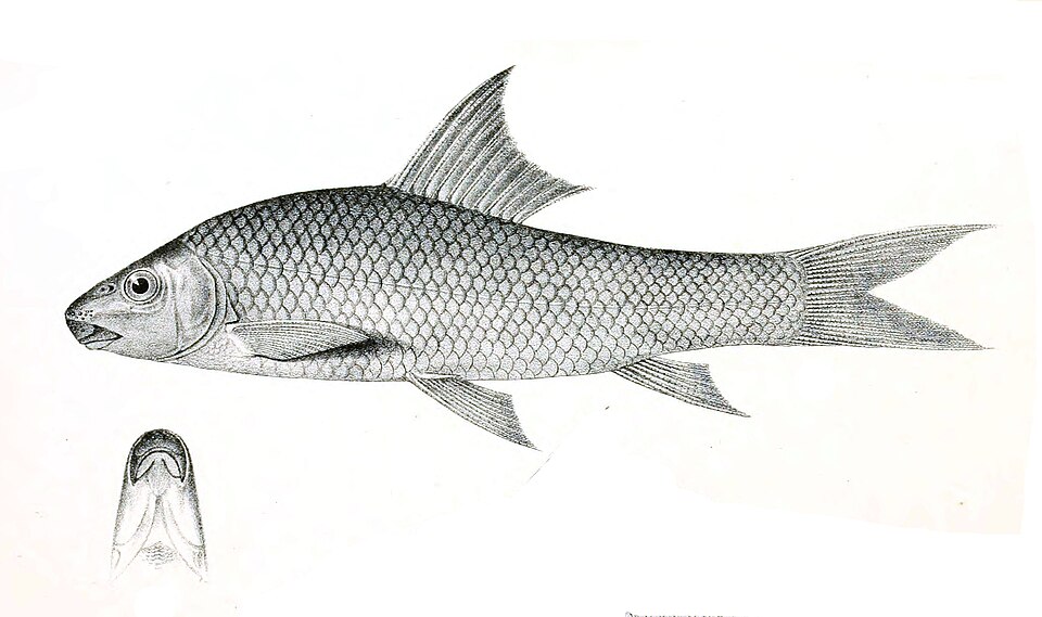 Labeo pangusia