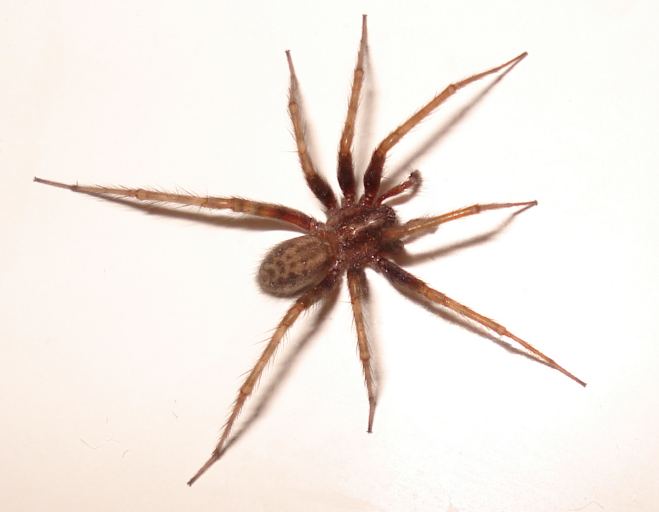 Tegenaria domestica