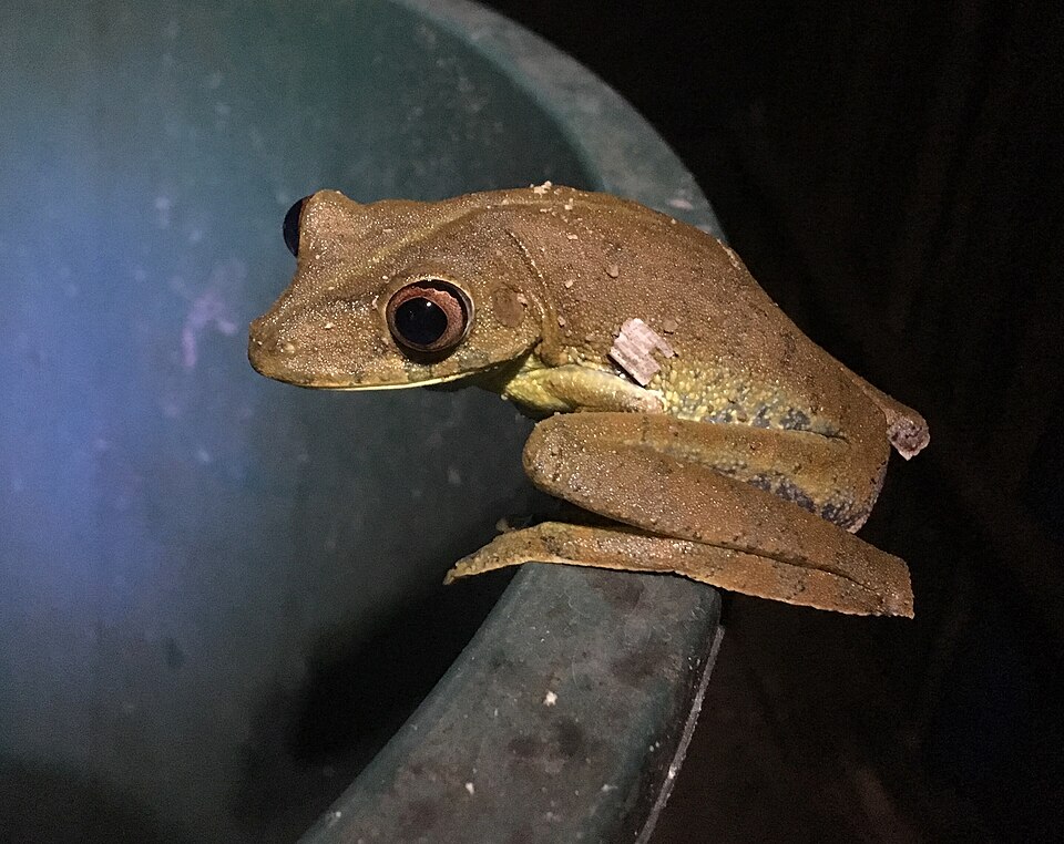 Hypsiboas wavrini