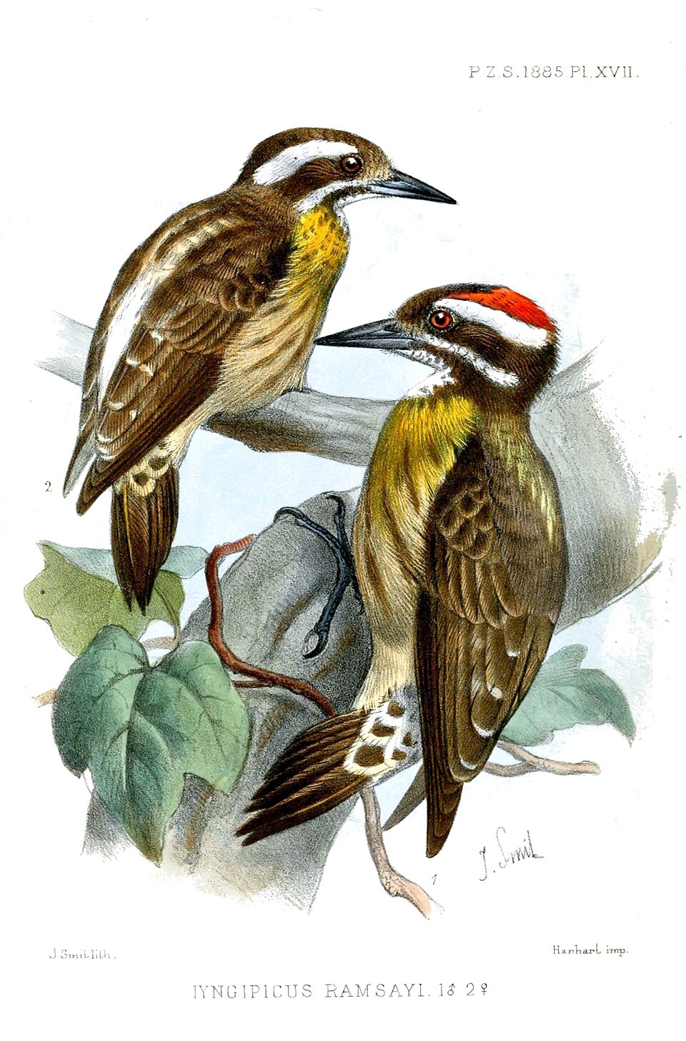 Sulu pygmy woodpecker