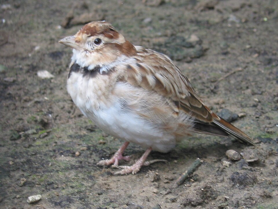 Mongolian Lark