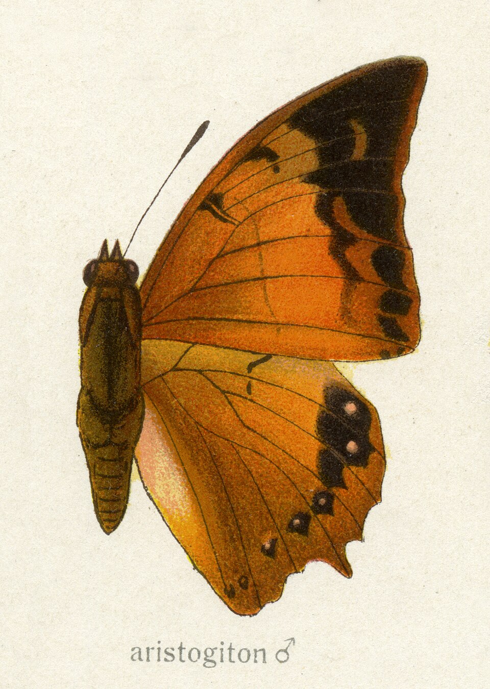 Charaxes aristogiton