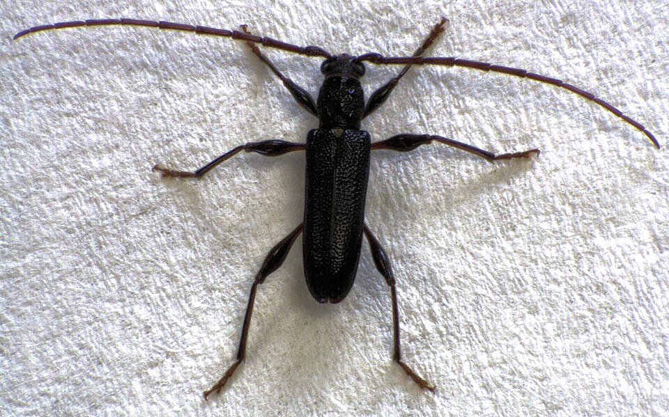Callidiopis scutellaris