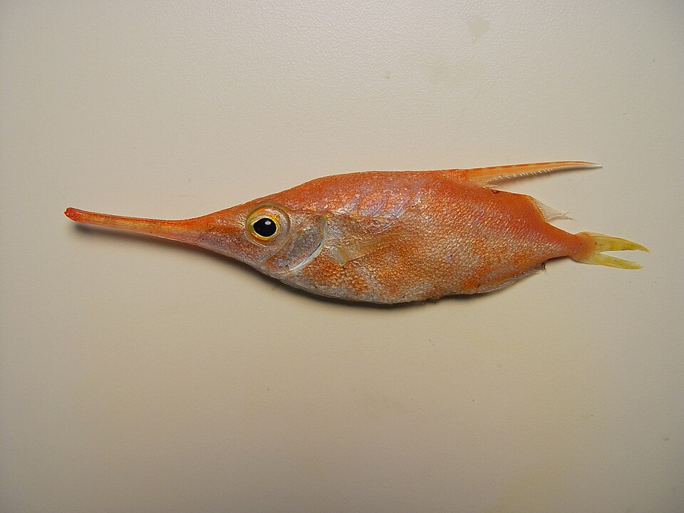 Macroramphosus