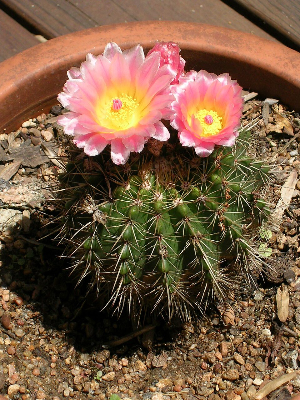 Parodia herteri