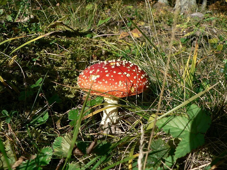 poisonous mushroom