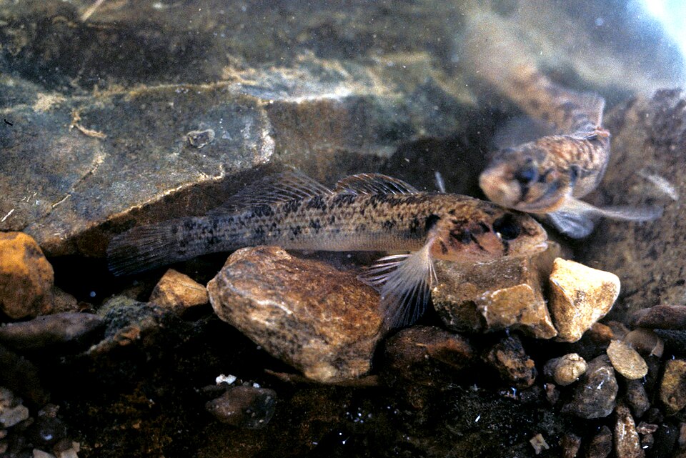 Striated darter