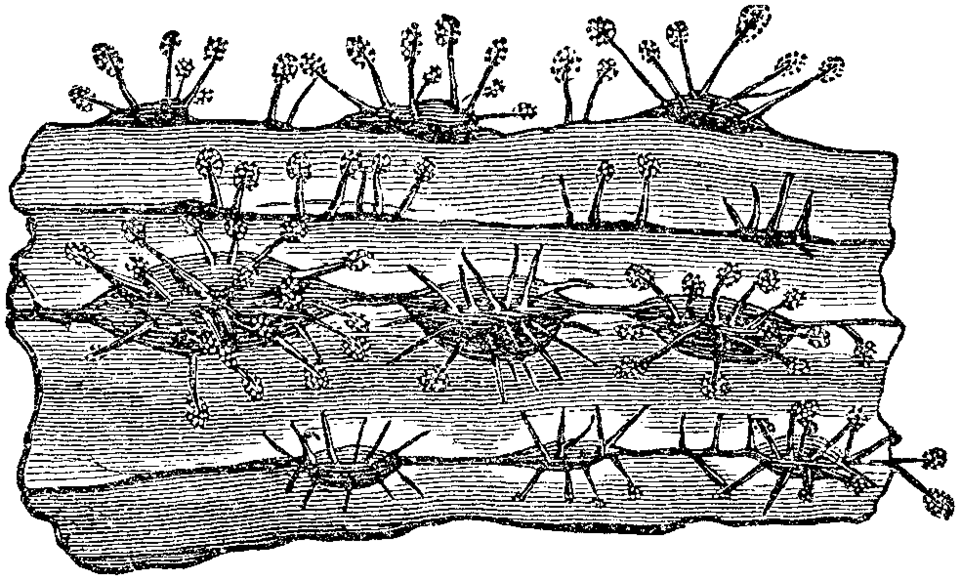 Rosellinia necatrix