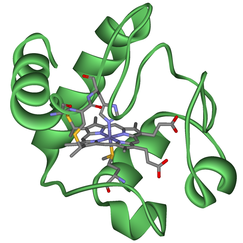 cytochromes