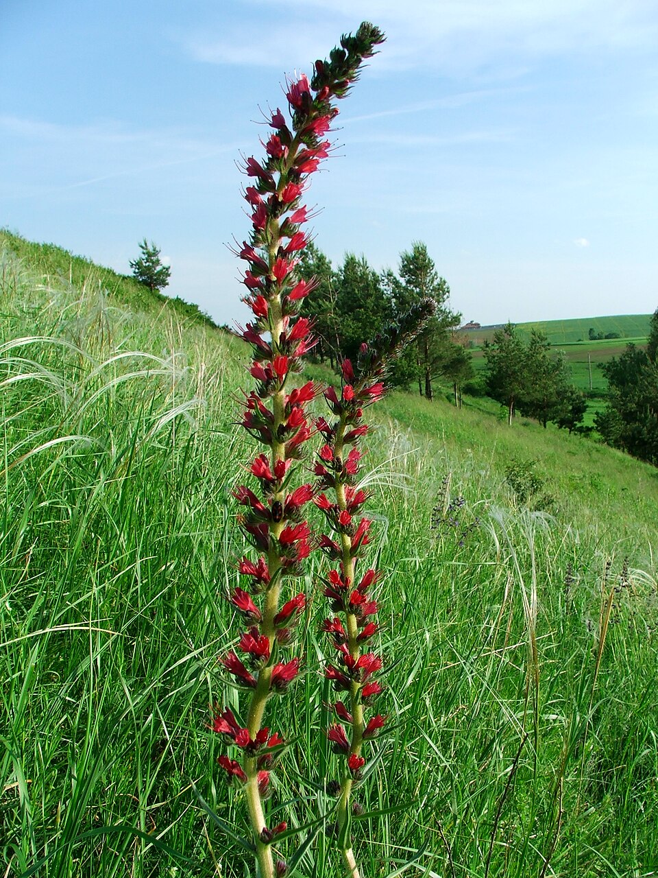 Pontechium maculatum