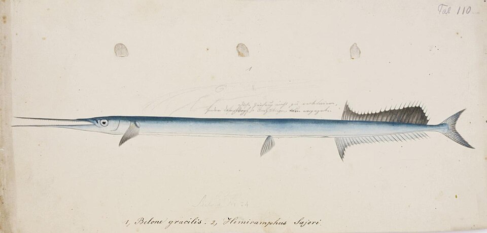 Strongylura anastomella