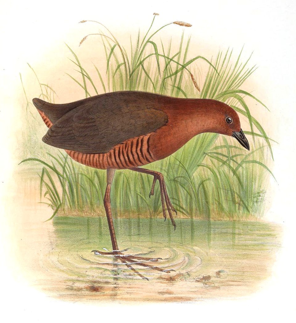 Black-banded Crake