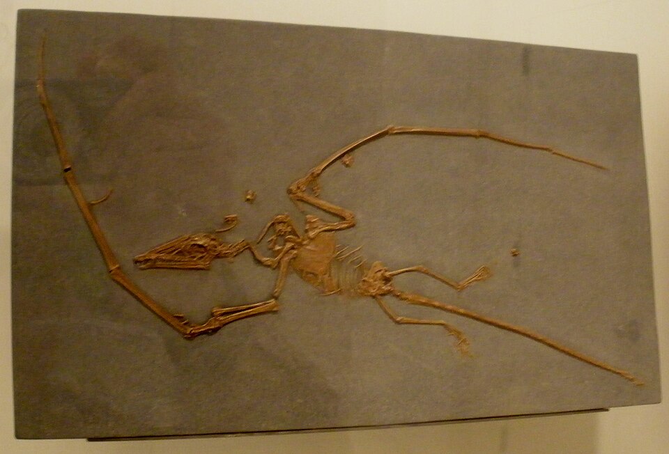 Novialoidea