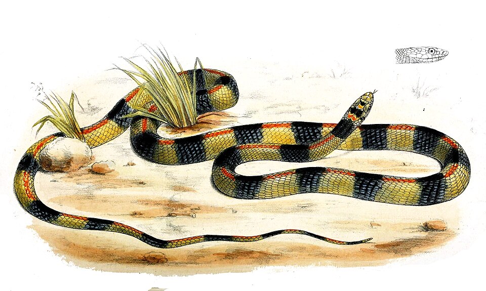 Coluber elegantissimus