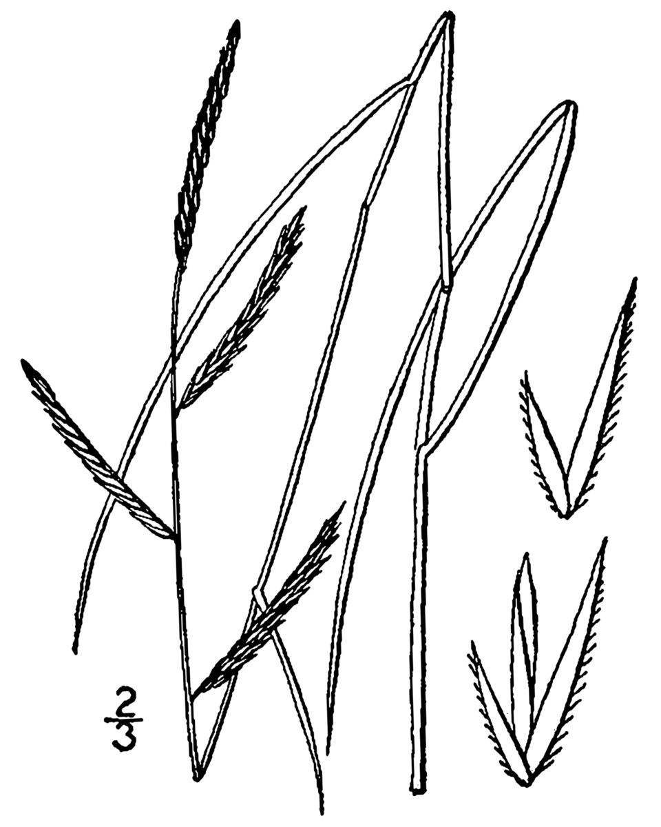 Spartina patens