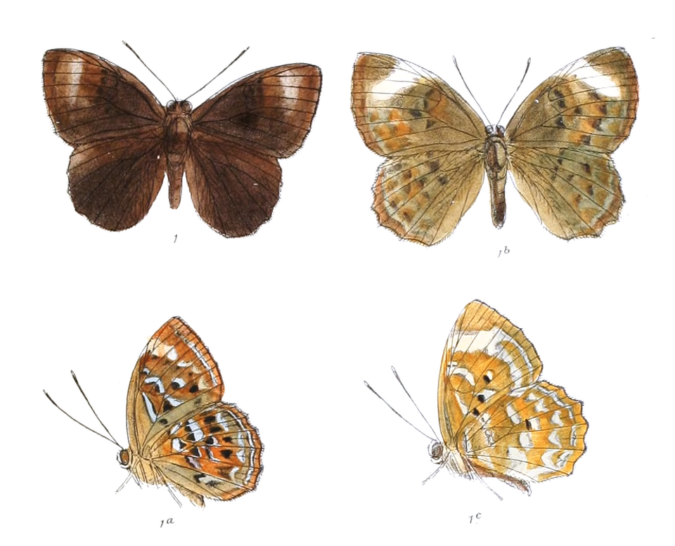 Taxila haquinus
