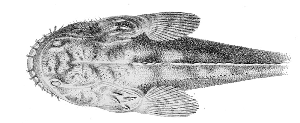 Batrachoides liberiensis