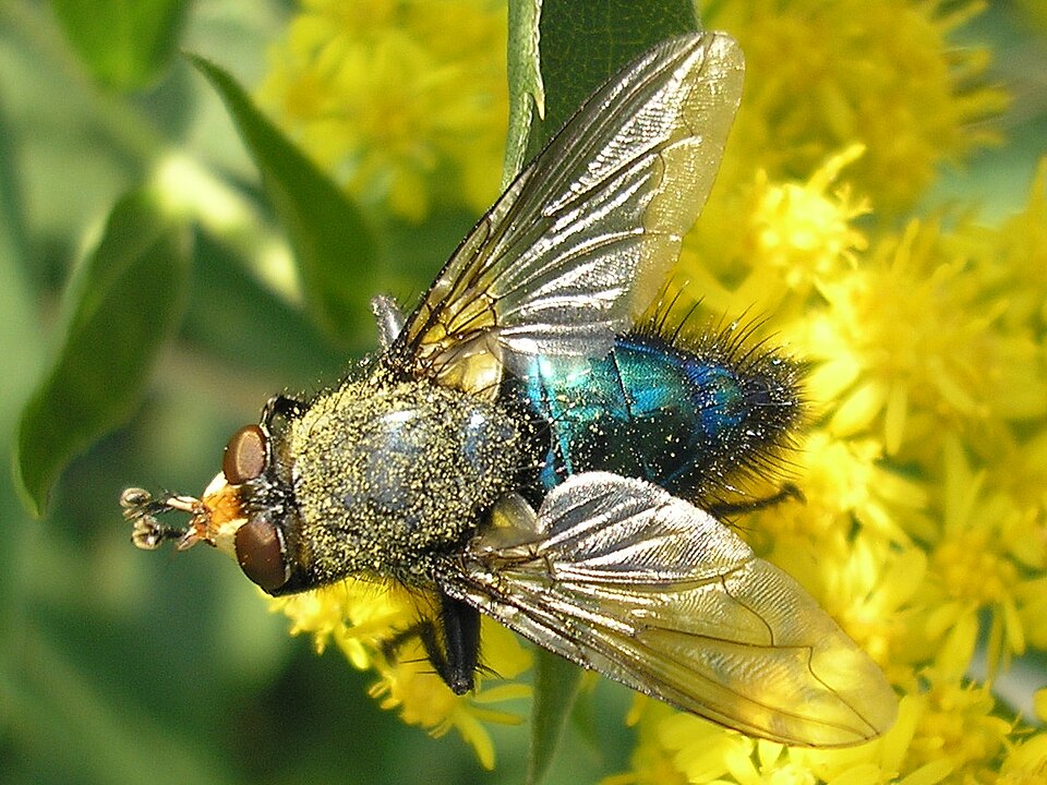 Cynomya