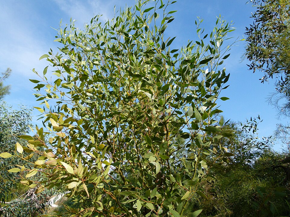 Eucalyptus incrassata