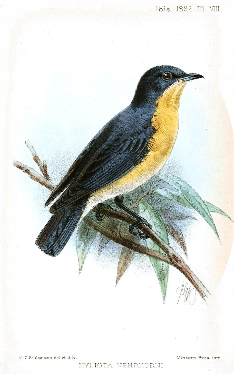Hyliota