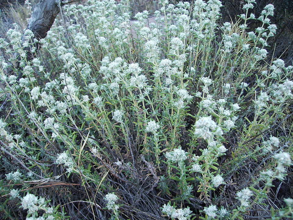 Teucrium polium