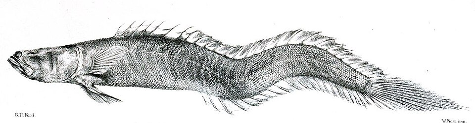 Gobioides