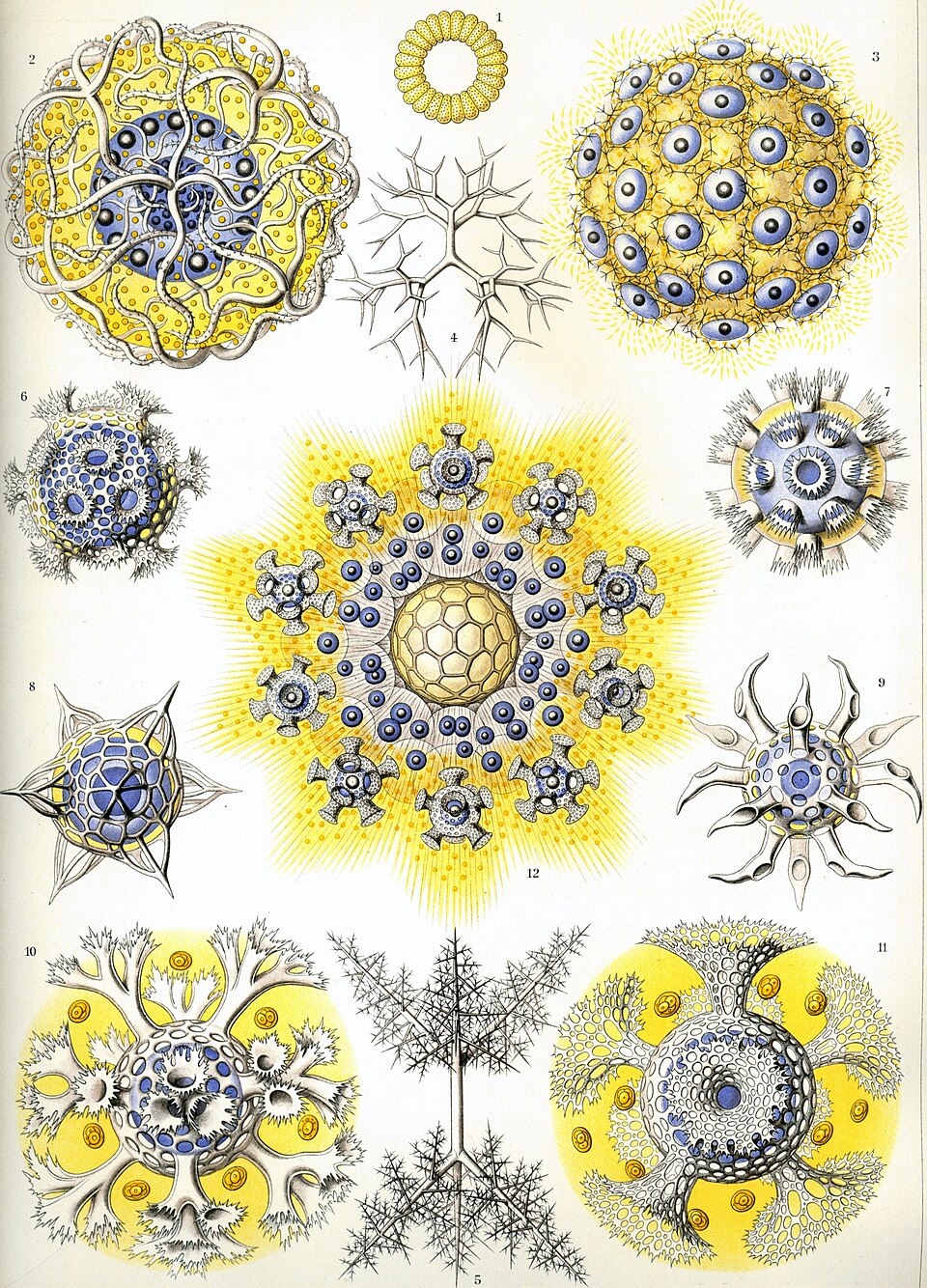 Rhizopoda