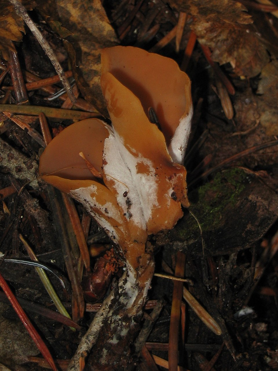 Otidea leporina