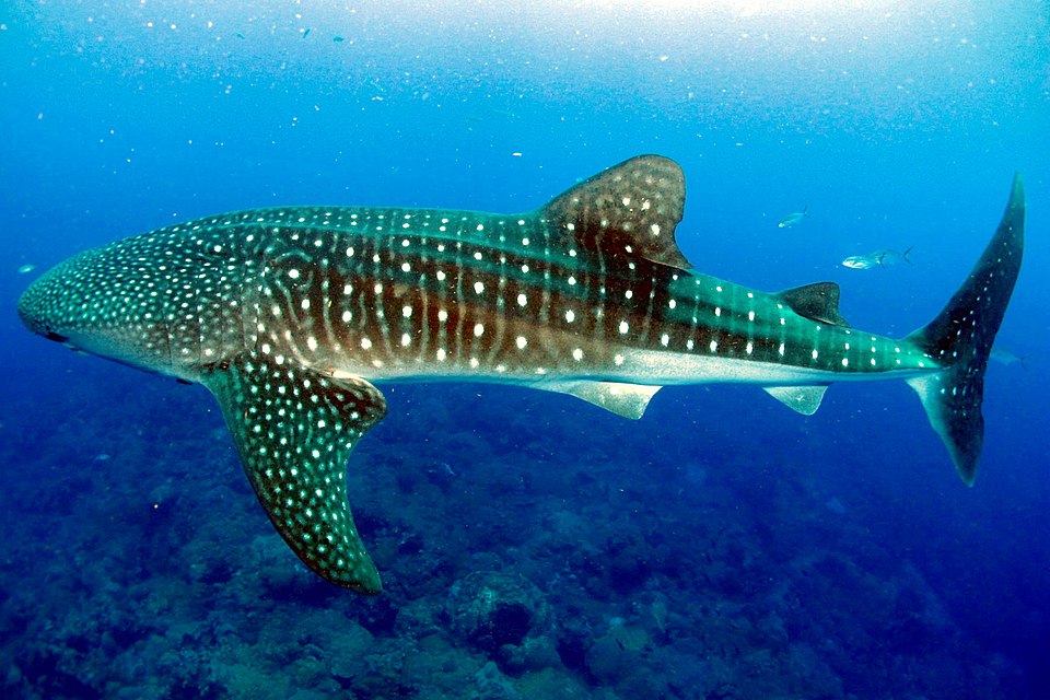 Rhincodontidae
