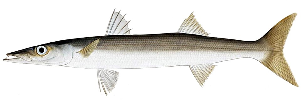 Sphyraena pinguis
