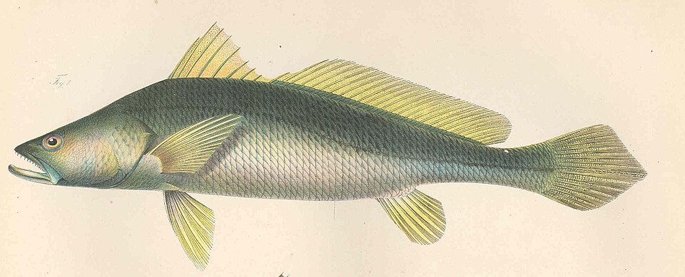 Pseudotolithus typus