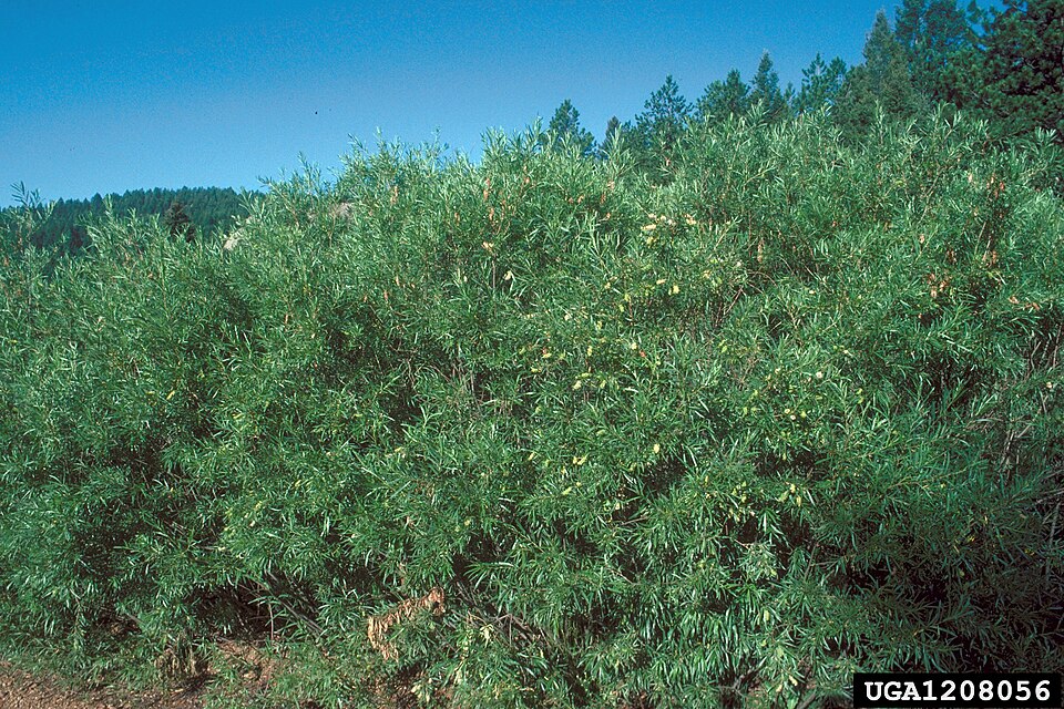 Salix bebbiana