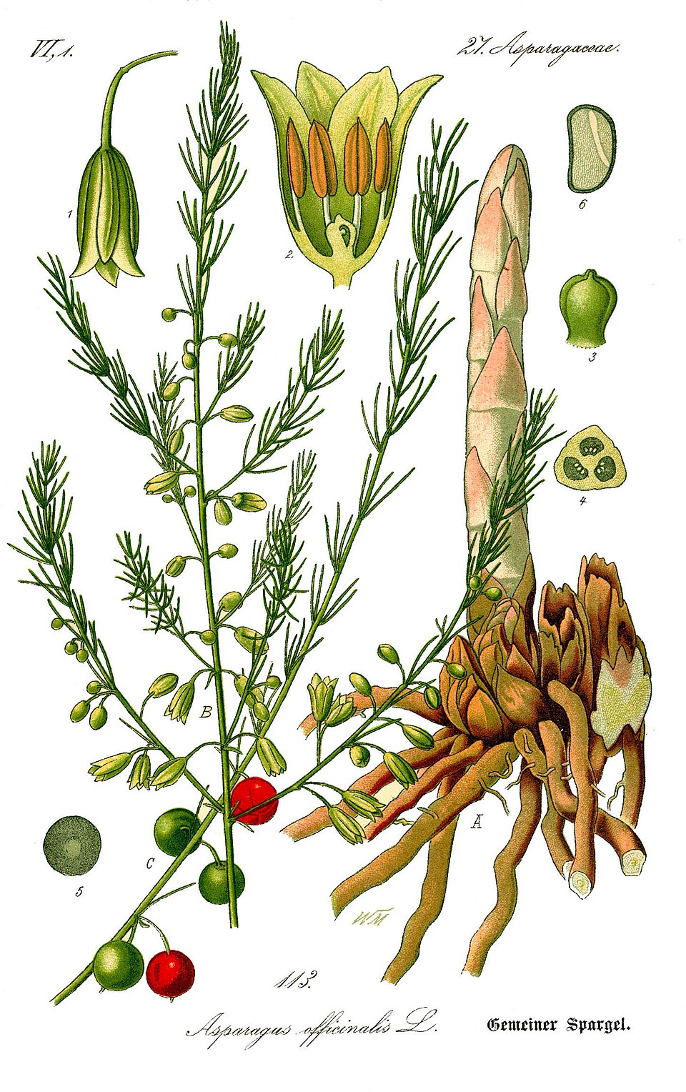 Asparagoideae