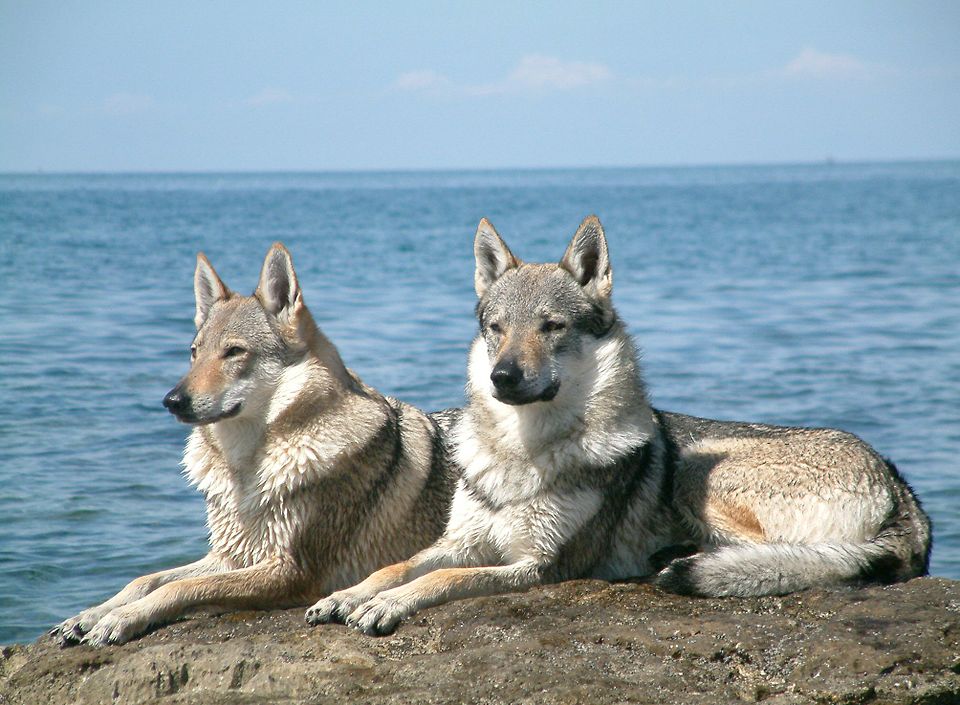 wolfdog