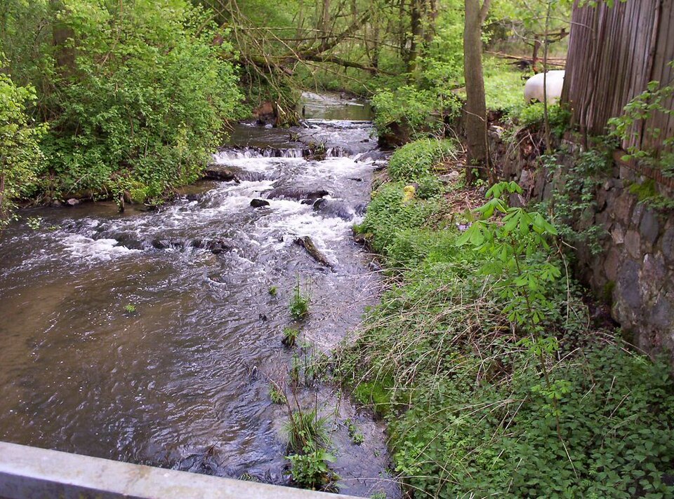 Płonia