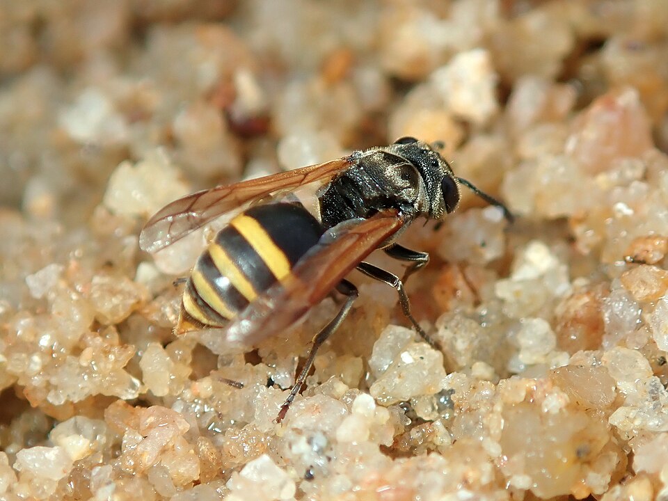 Brachygastra