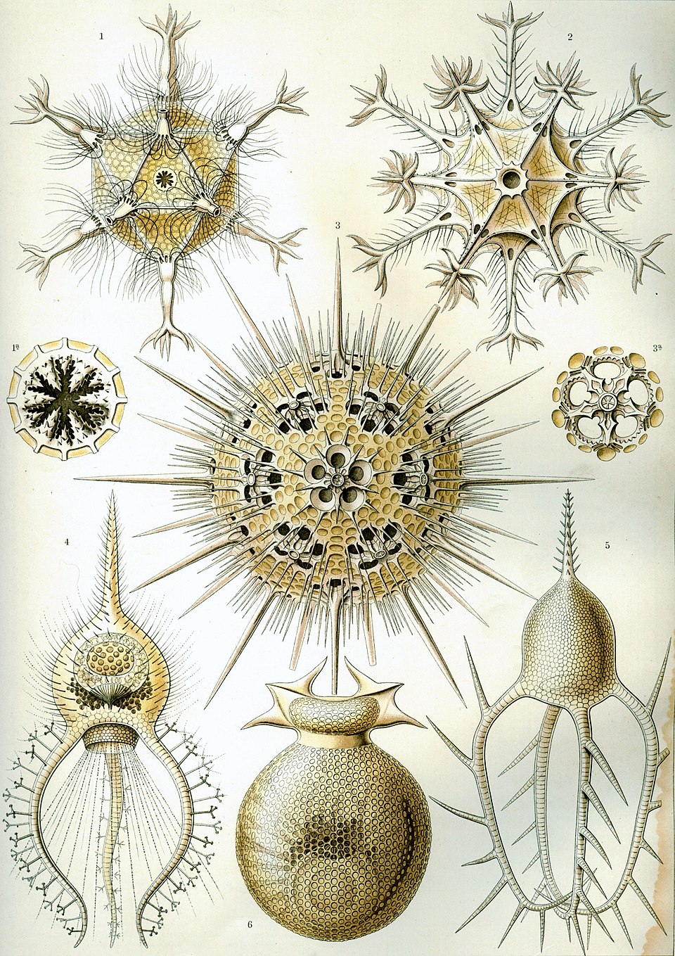 Phaeodarea