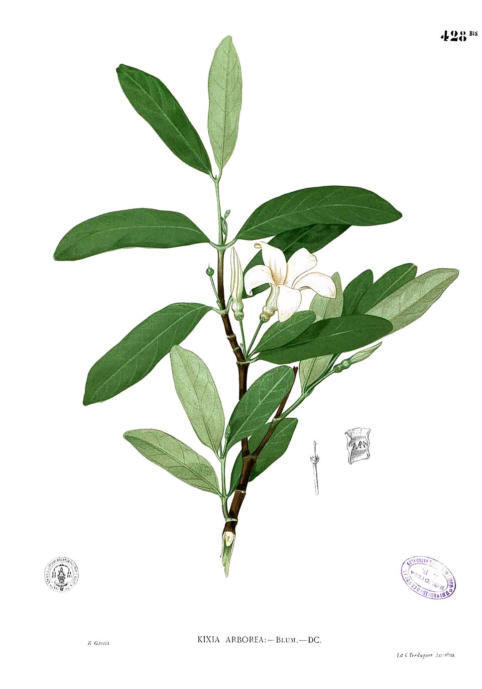 Kibatalia