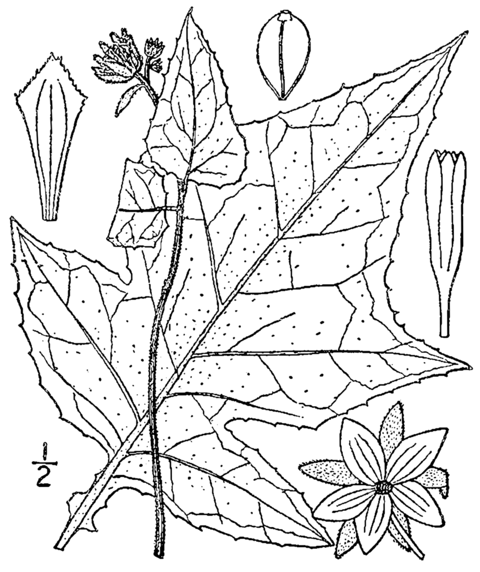 Polymnia