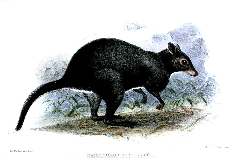Dorcopsis