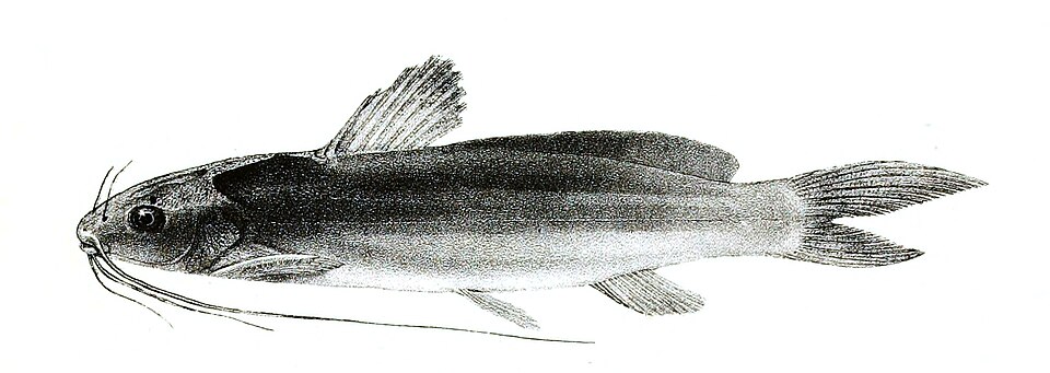 Mystus bleekeri